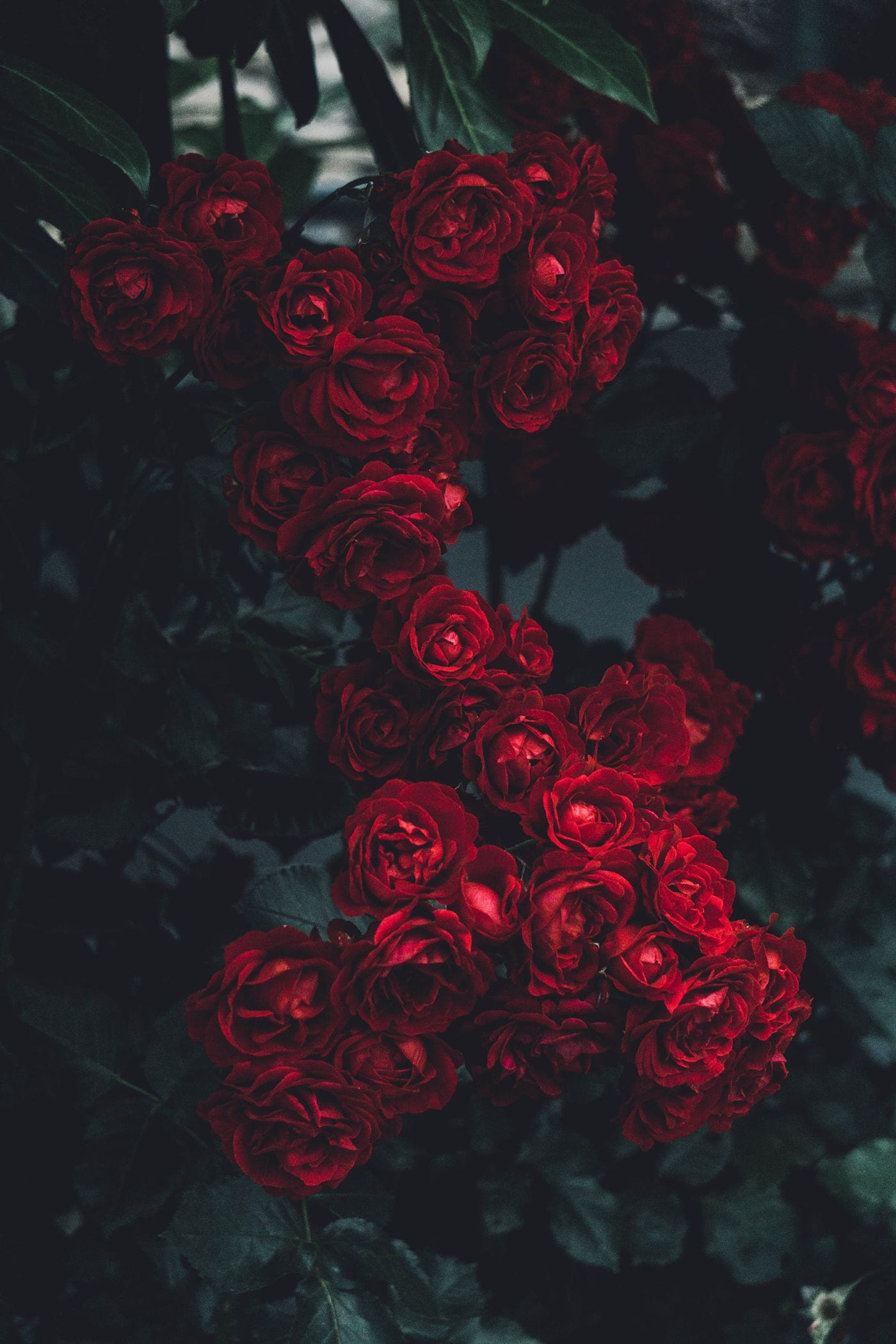 Roses & florals