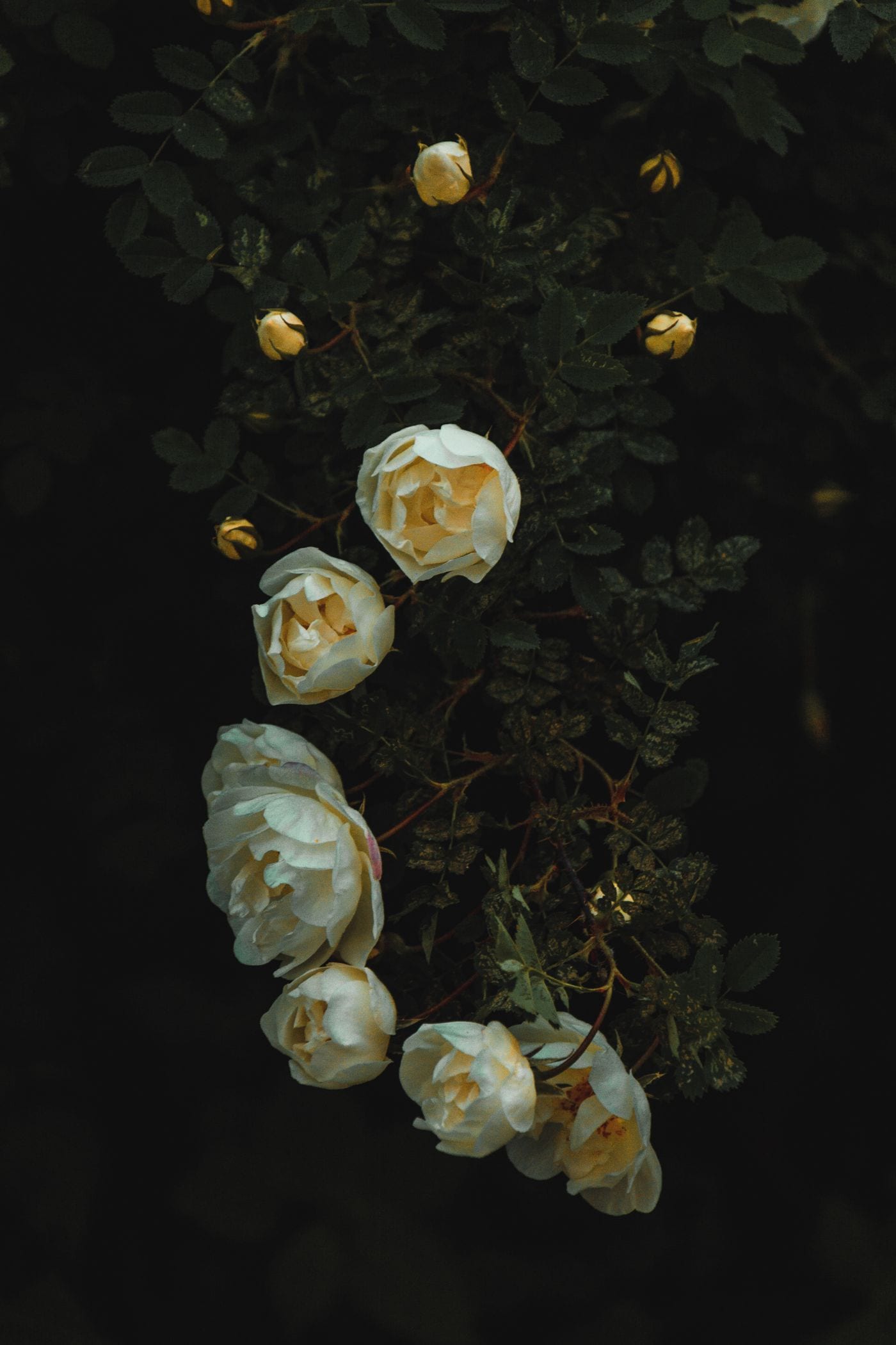 Roses & florals